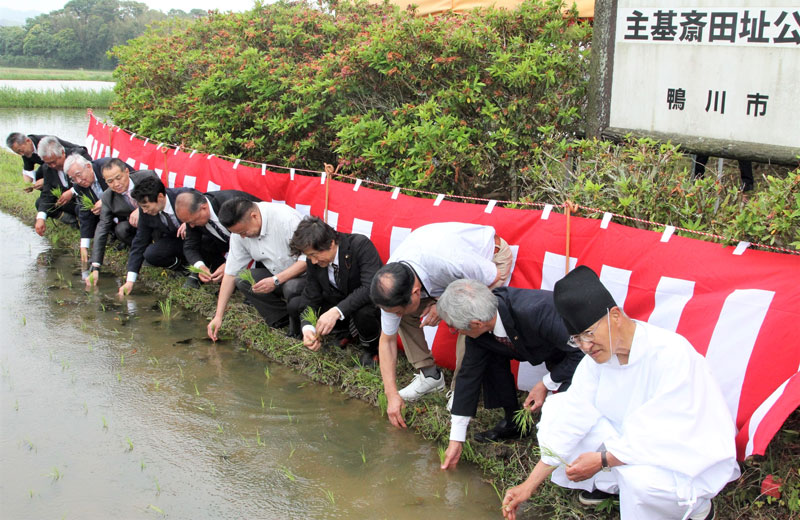 主基斎田に稲を植える明治神宮崇敬講の役員ら＝１８日、鴨川市