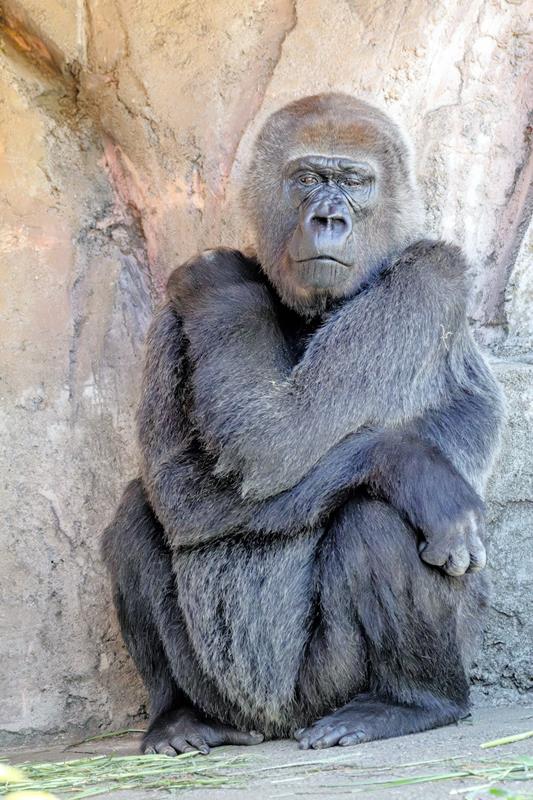 ゴリラのローラ（千葉市動物公園提供）