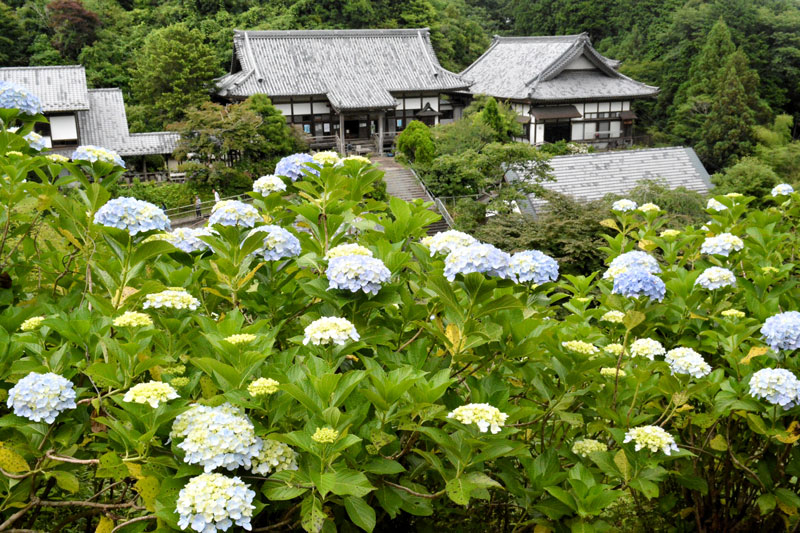 開花し色付き始めた麻綿原高原のアジサイ。奥は妙法生寺＝２４日、大多喜町