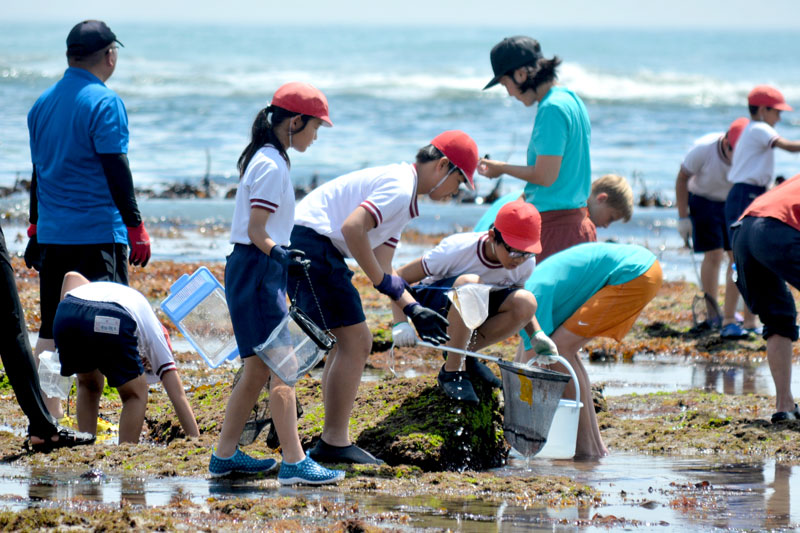 いすみ市の海岸で２６日、市立浪花小の伝統行事「磯観察」が開かれた。全校児童らは網を手に波打ち際を歩き、海辺の生き物を捕まえて生態を学んだ