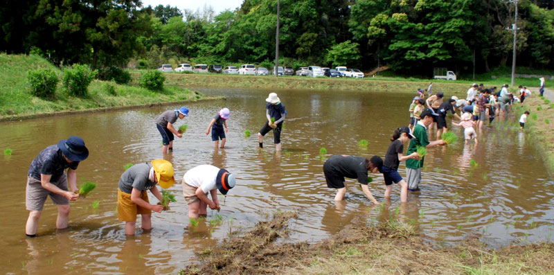 佐々木さんは同じ地区の農家と田植え体験会も開催している＝５月、千葉市若葉区