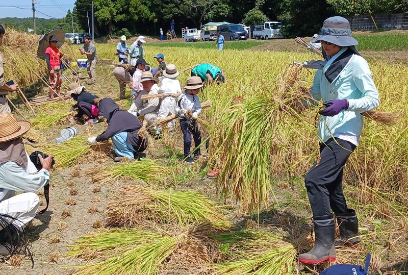 いすみ米を収穫するオーナー制度の参加者ら=いすみ市