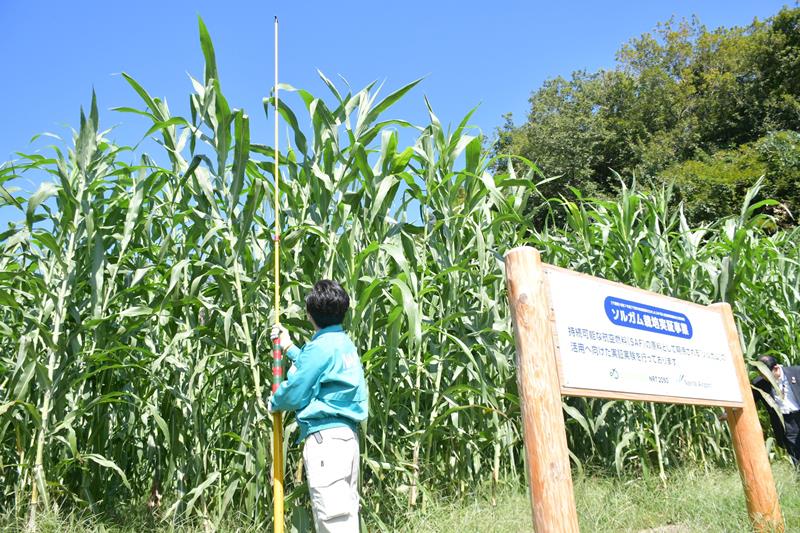 成人の背よりも倍以上高く成長したソルガムを計測するNAA職員=10日、成田市