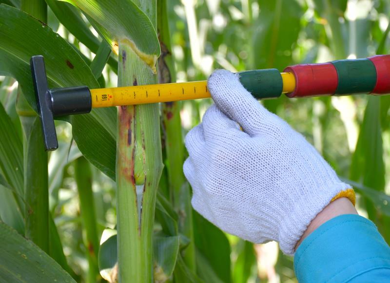 太く成長したソルガムの茎