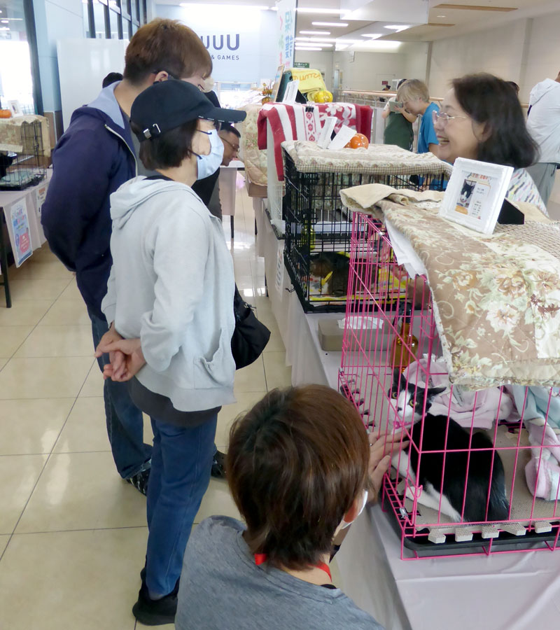 カインズ市原店で初めて開かれた「くみまち保護猫譲渡会」＝市原市