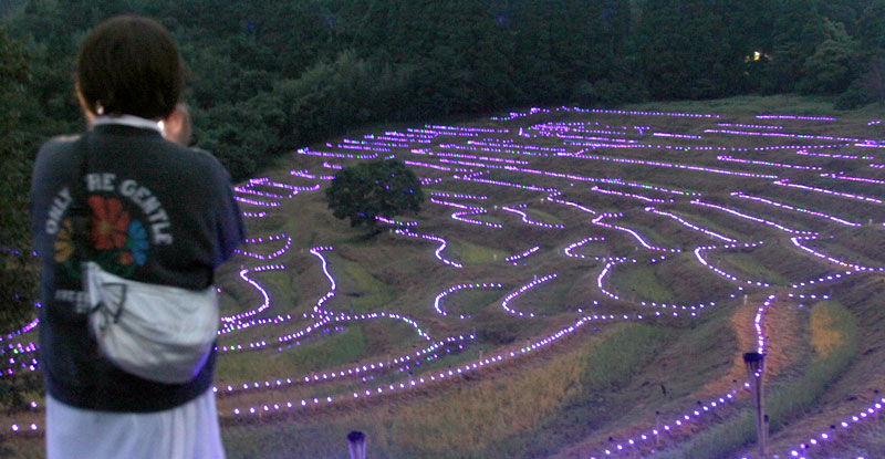 淡い光に彩られた大山千枚田の棚田=25日、鴨川市