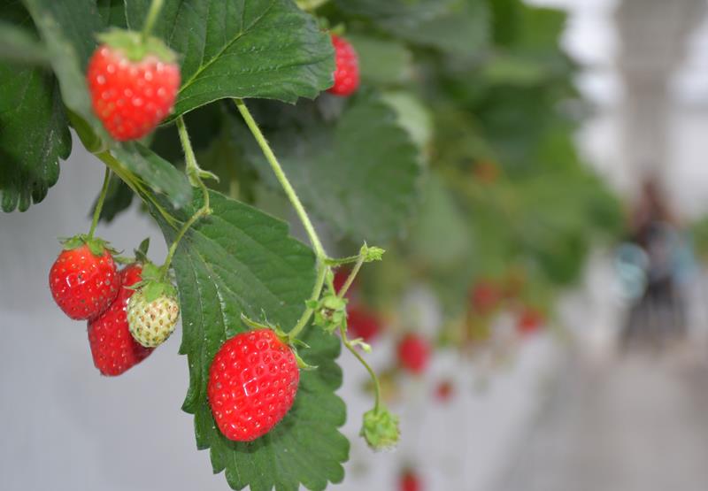 7月以降の暑い時期に栽培されたイチゴ
