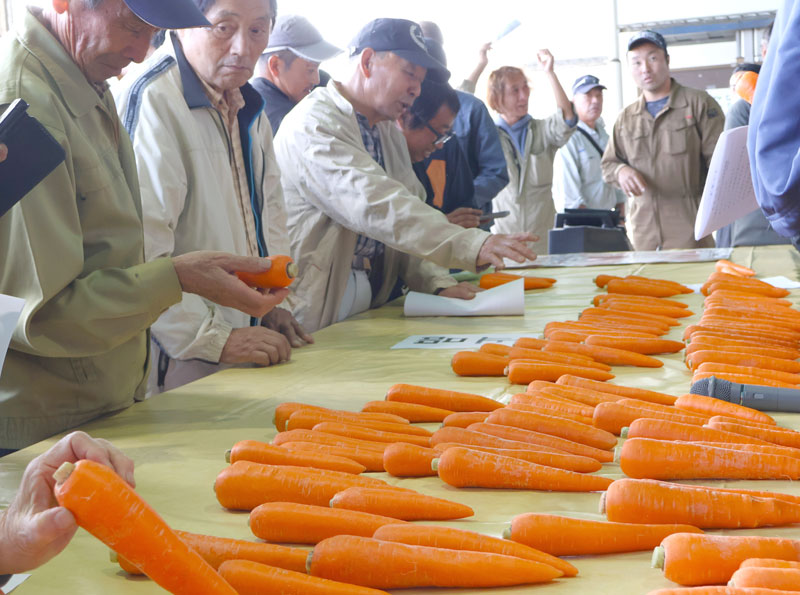 ニンジンのオレンジ色の鮮やかさや形を見定める農家ら＝２８日、富里市