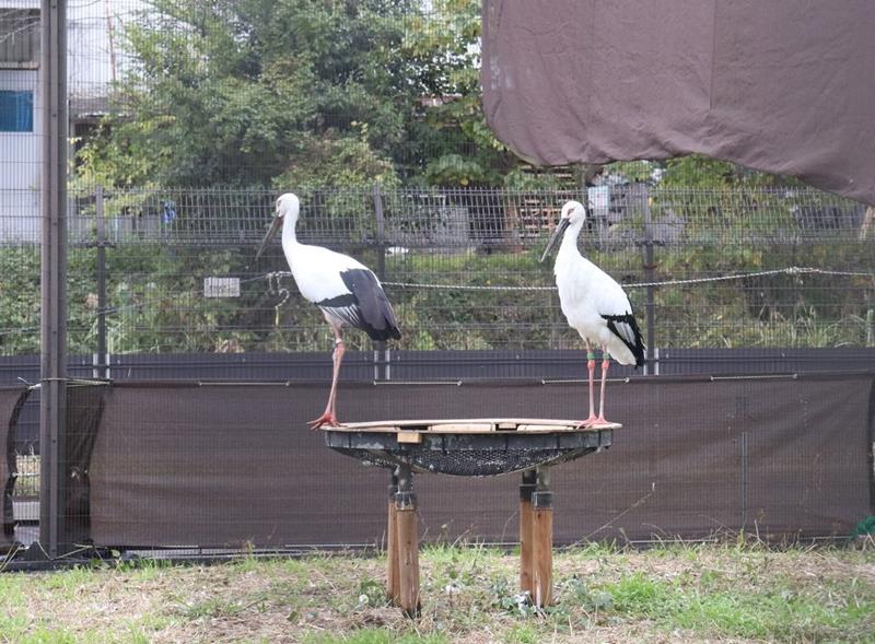 つがいとなった雄と共に里帰りした雌のコウノトリ「ミライ」(右)=野田市提供