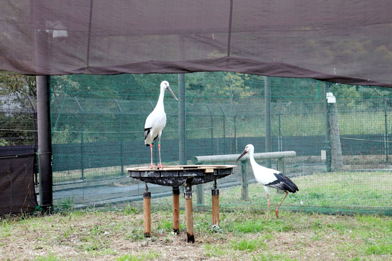 野田市内で生まれ、ペア育成のため県外施設に預けられていた国の特別天然記念物コウノトリの雌「ミライ」(左)が、つがいとなった雄と共に里帰りした。市内での繁殖に期待がかかる=野田市提供
