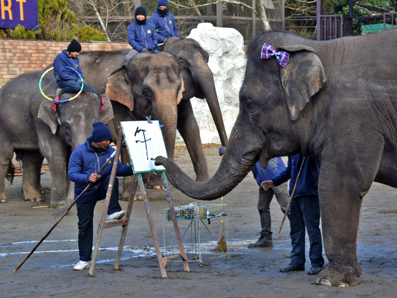 鼻で握った筆で来年の干支「午」の文字を書く「ゆめ花」＝２６日、市原市の「市原ぞうの国」