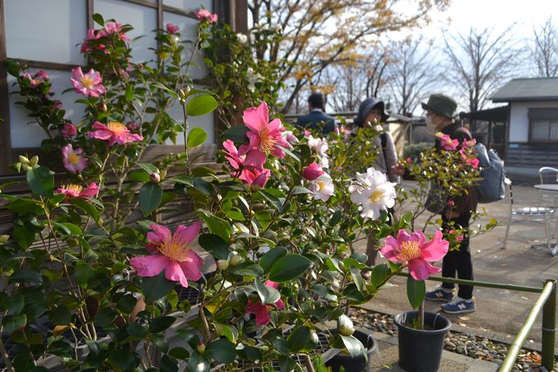 赤や白、桃色などさまざまなサザンカが咲き誇り、来場者を魅了している＝佐倉市の国立歴史民俗博物館くらしの植物苑