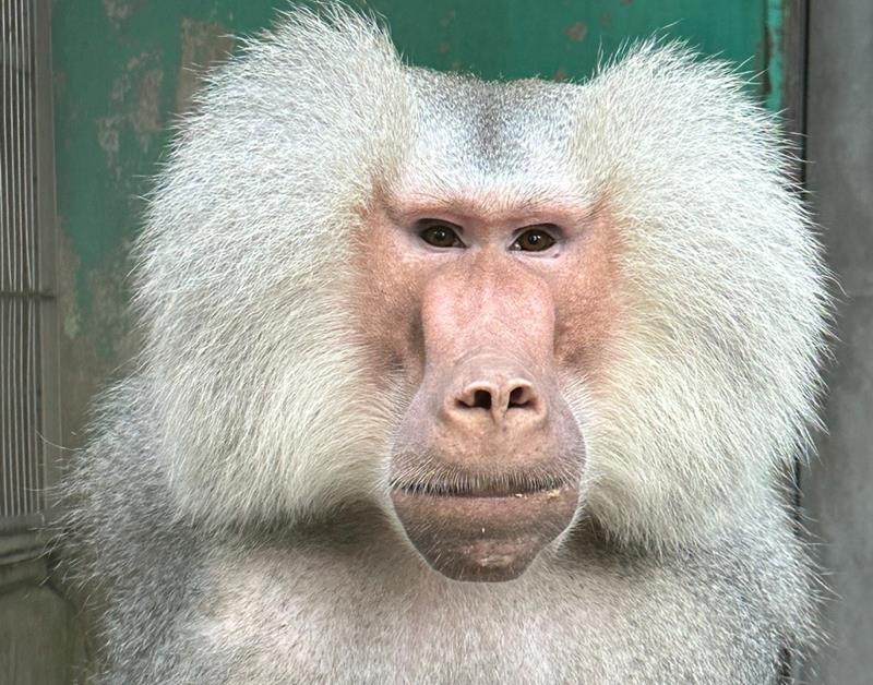 マントヒヒの「クフ」（日本モンキーセンター提供）