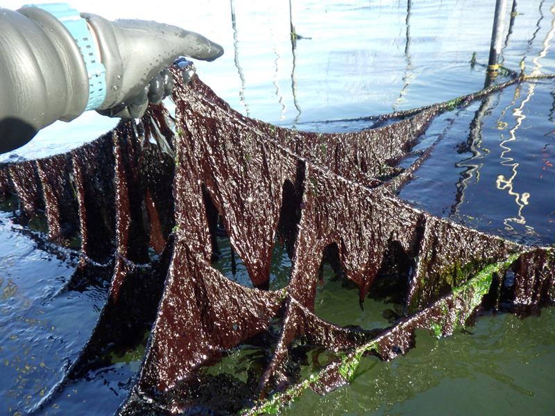 木更津市沖で試験栽培された新品種ノリ＝２０２１年１１月（千葉県提供）