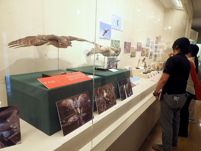 鳥テーマに剥製や写真 14日まで 袖ケ浦市郷土博で企画展 | 千葉日報