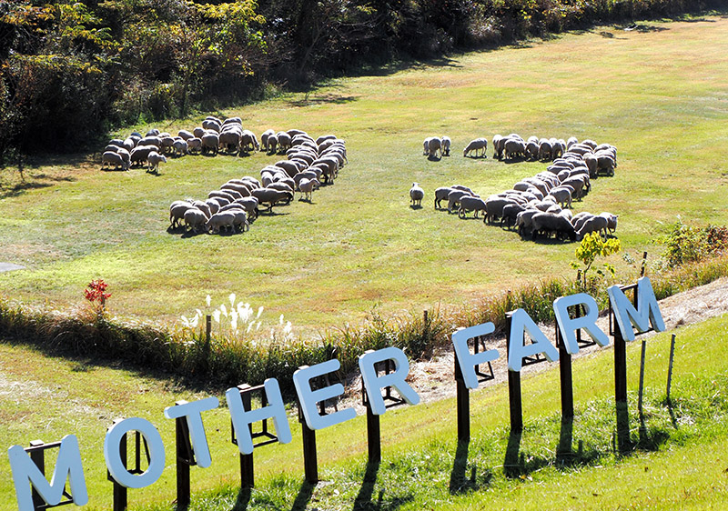 ヒツジの群れが「ウマ」 富津・マザー牧場で干支文字イベント | 千葉