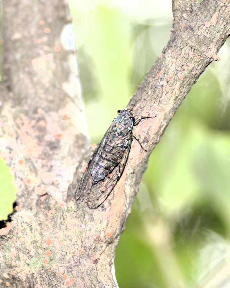 ヒメハルゼミ 房総では最も自然豊かな丘陵地のシイカシ林に発生し、集団で鳴く。体長30~36ミリ=2009年7月15日、木更津市(筆者撮影)