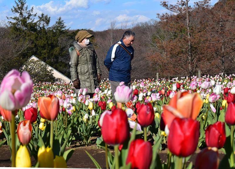 約１万株が植えられたチューリップ迷路を散策する入園者＝８日、船橋市