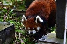 レッサーパンダ「風太」世界最高齢の２３歳に　誕生日会でお祝い　千葉市動物公園　「これからも元気にね」