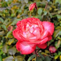 京成バラ園芸作出の第１号品種として発表された「聖火」。秋の花は春に比べ色づきが濃くなるという