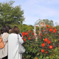 見頃を迎えた京成バラ園の秋バラ＝３１日、八千代市